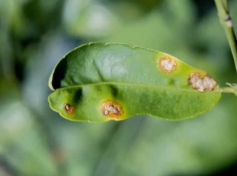 Malattia parassitaria