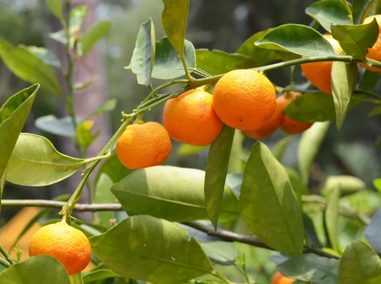 Calamondino