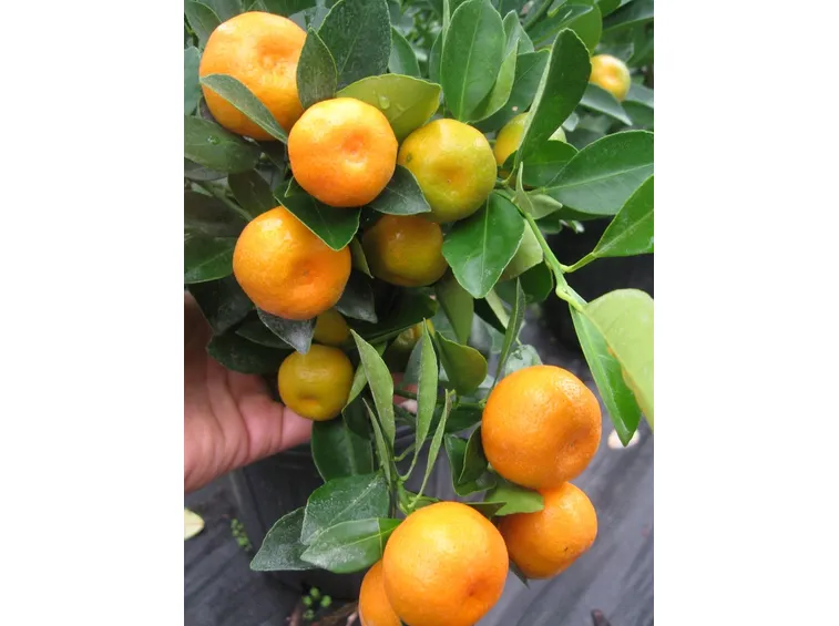 Citrus x tangerina