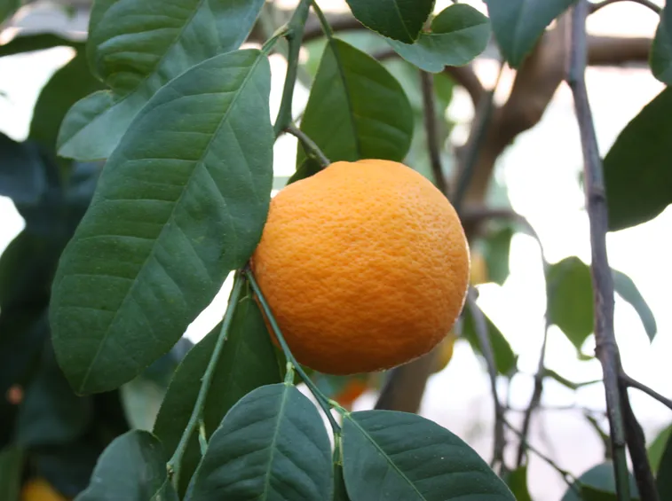 Mandarino