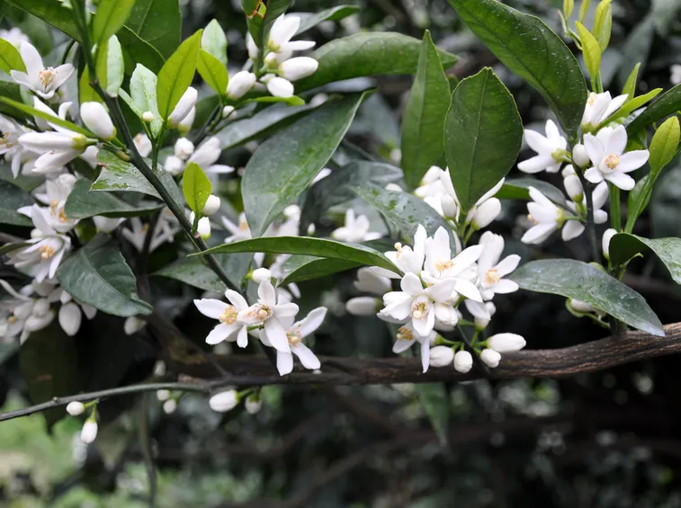 fiori mandarino