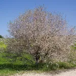 mandorlo fiorito