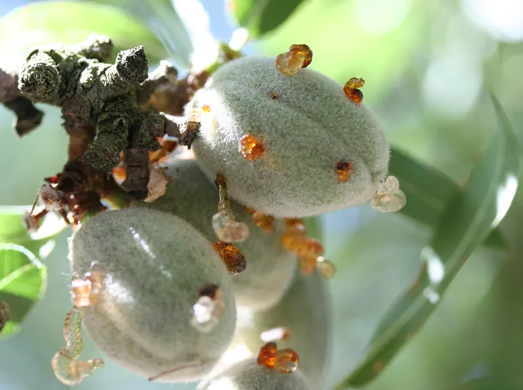 Malattia dei frutti del Mandorlo