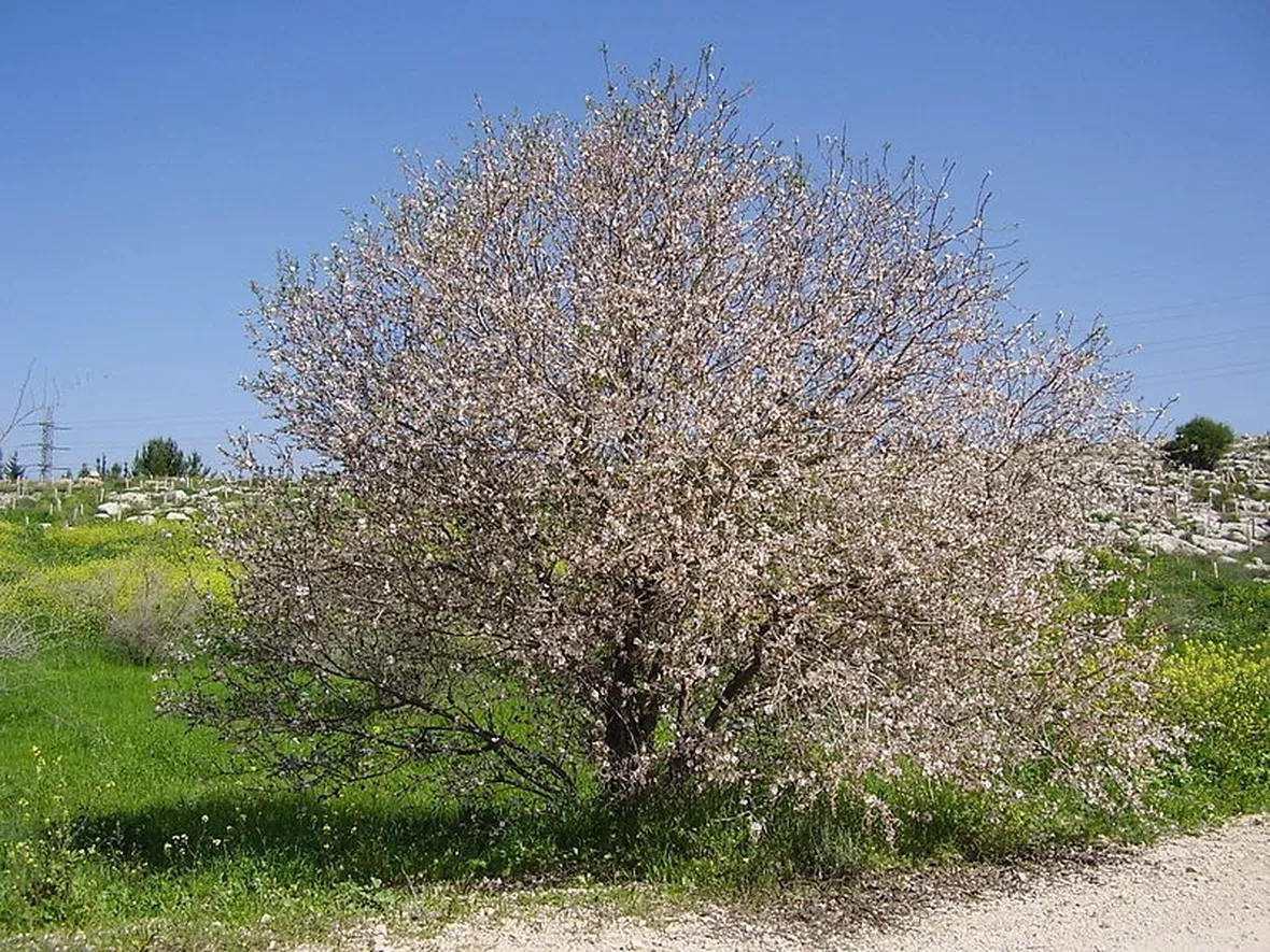 mandorlo fiorito
