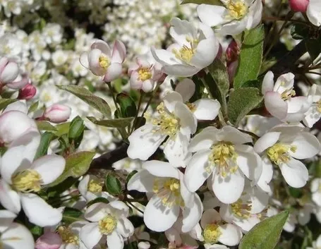 Fiore melo