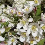 Fiore melo
