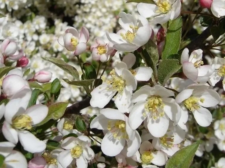 Fiore melo