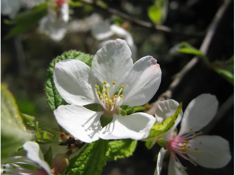Amolo fiore