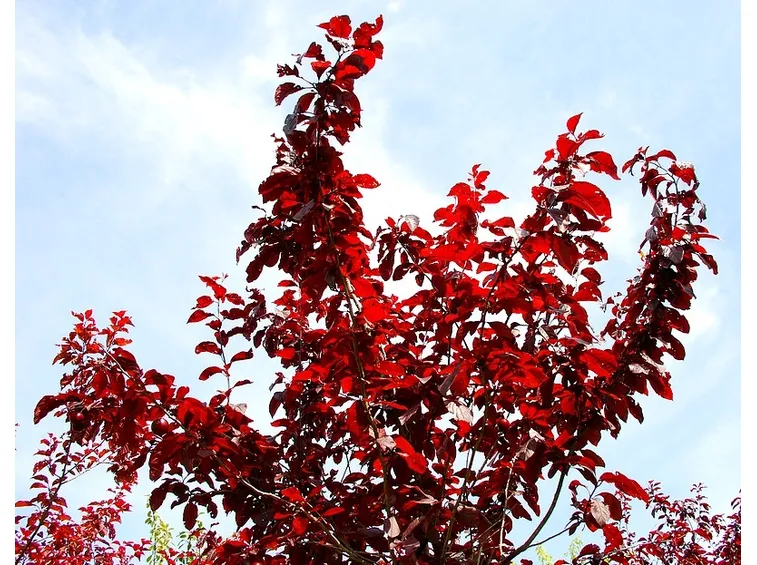 Albero brombolo