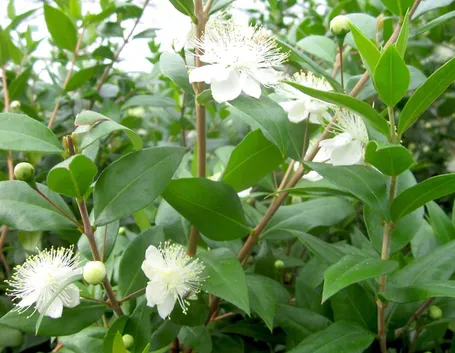 Pianta mirto