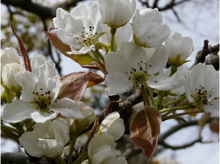 Fiore nashi