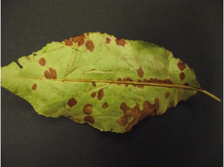 Ticchiolatura foglia nashi