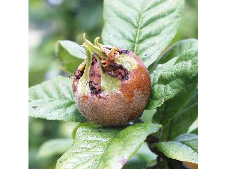 Frutto nespole