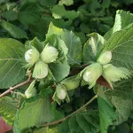 Albero Nocciolo