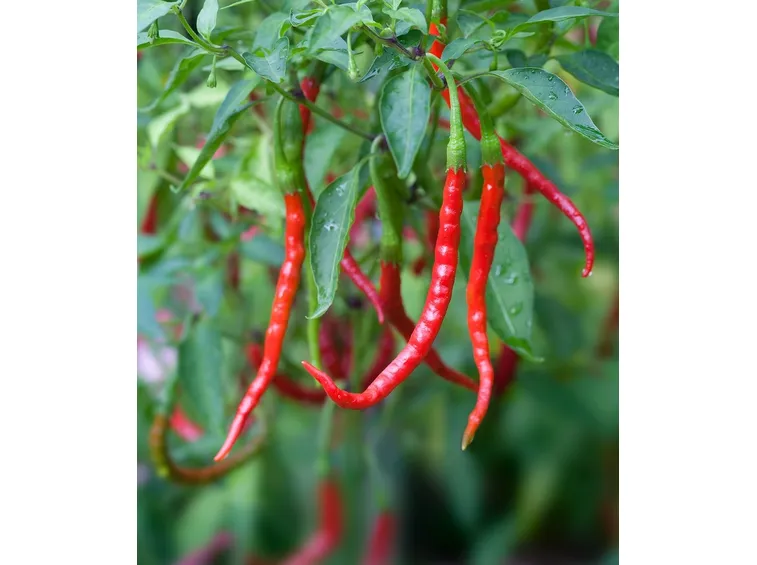 peperoncino messicano in vaso