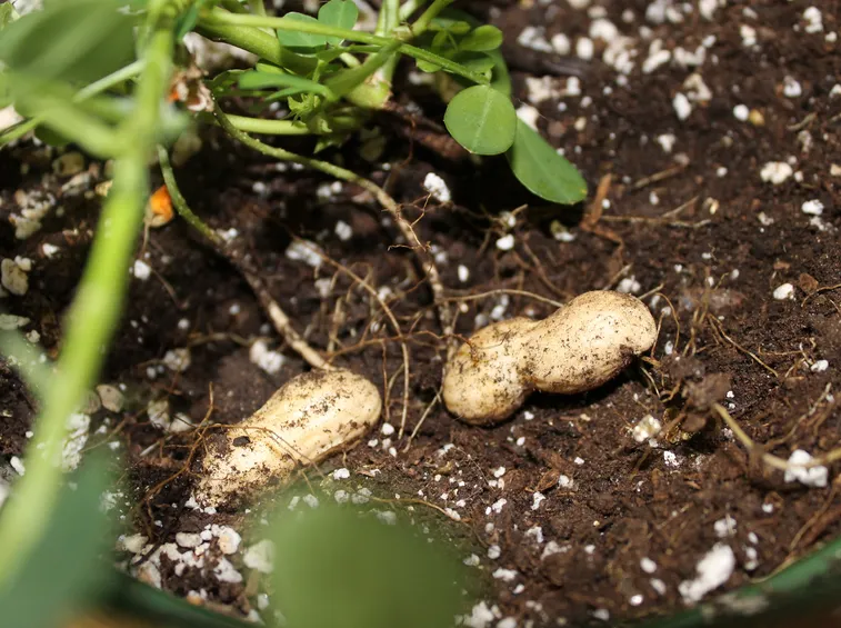 Immagine di un campo di arachidi