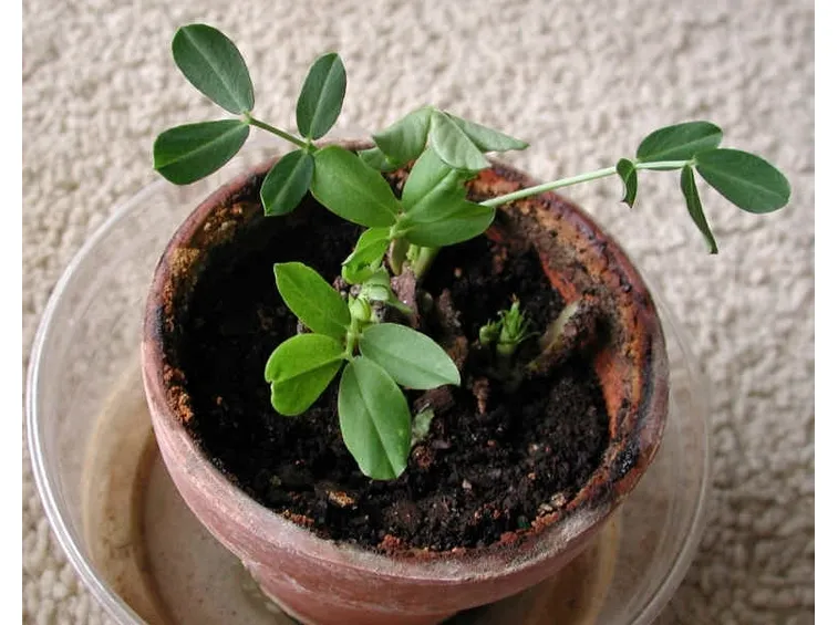 Arachide germogliata in vaso
