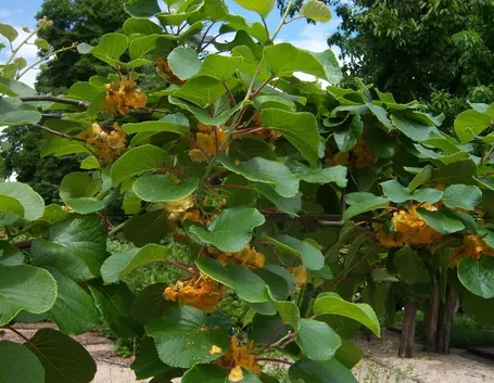 piante di kiwi