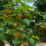 piante di kiwi