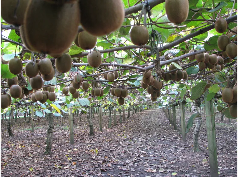 Coltivazione di piante da kiwi