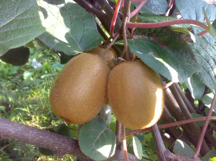 kiwi maturi