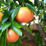 Pompelmo verde
