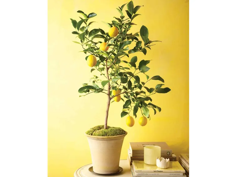 Piante di limoni