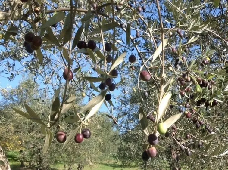 Coltivazione ulivo