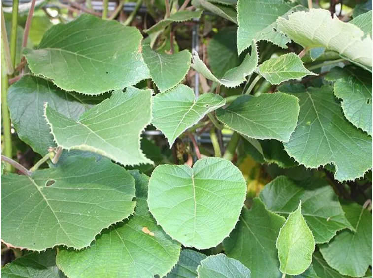 potatura pianta di kiwi