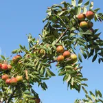 Albero sorbo