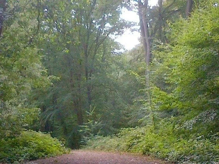 Sorbo frutto