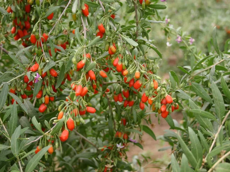 L'arbusto da cui crescono le bacche di goji