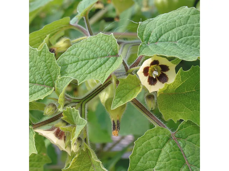 Frutti uva spina