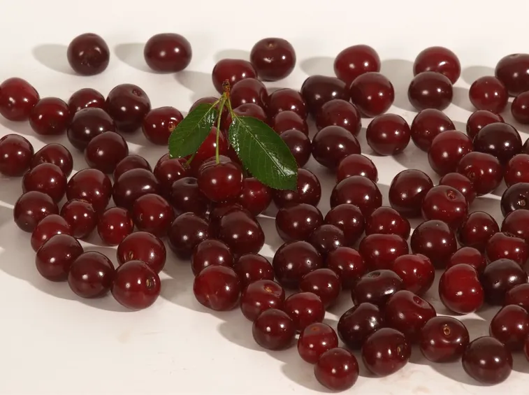 Visciola pianta