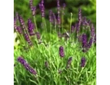 lavanda