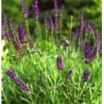 lavanda