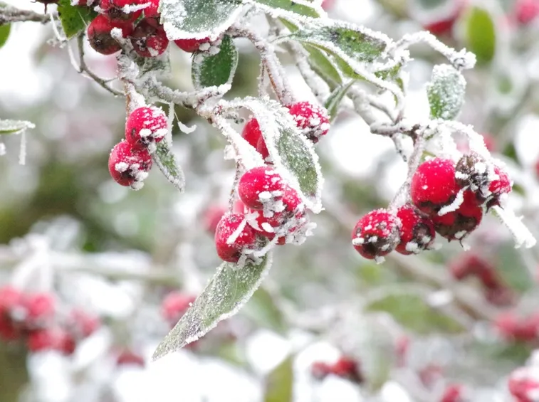 albero da frutto inverno