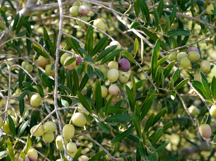 piante di ulivo