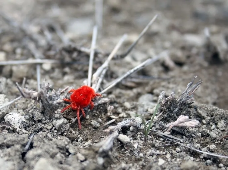 ragnetto rosso