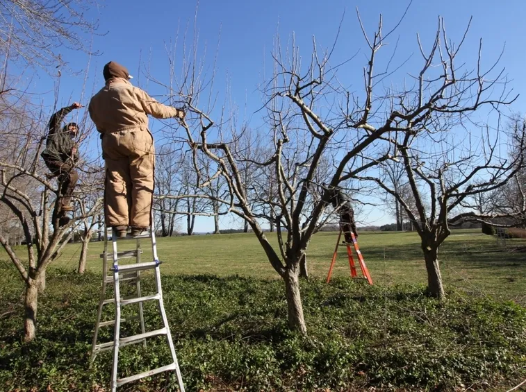 poatatura primaverile piante da frutto