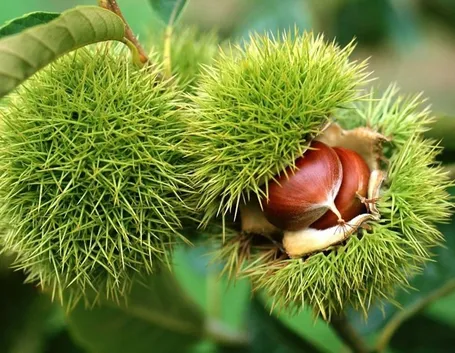 pianta di castagno