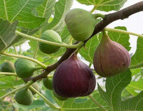 pianta di fico