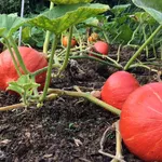 zucca 