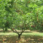 albicocco