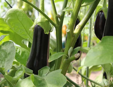 coltivare melanzane