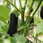 coltivare melanzane
