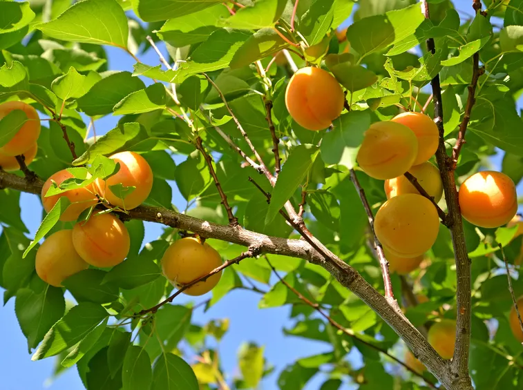 frutteto