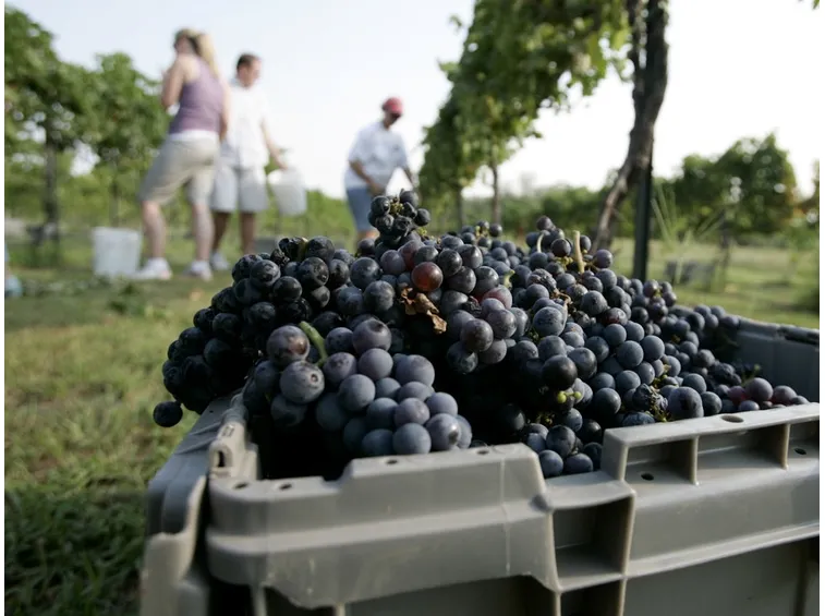 vendemmia