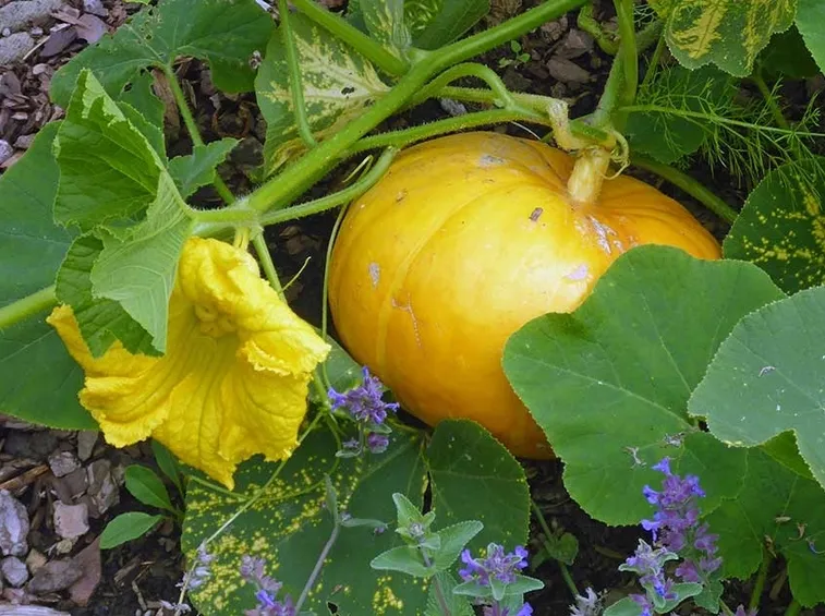 raccolto ottobre