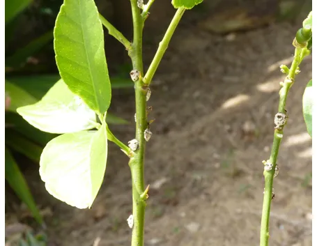 limone